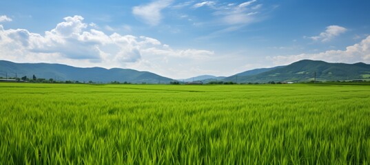 Obraz premium Green rice field landscape background. Generative AI technology. 
