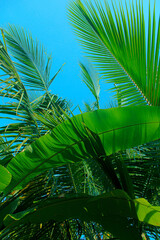Palm tree tropical blue sky