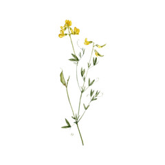watercolor drawing plant of meadow vetchling with leaves and flower, yellow pea, Lathyrus pratensis isolated at white background, natural element, hand drawn botanical illustration