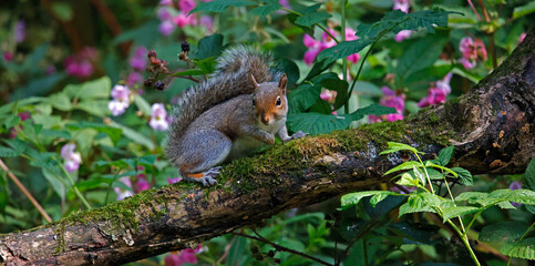 Grey squirrel in the woods