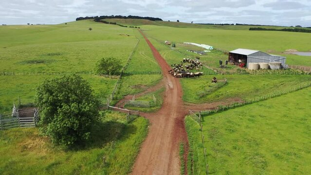man working in agriculture. Boy riding a motorbike on a farm in outback Australia. Ranch worker herding cattle and cows in a field with a dog on a gravel road. Young farmer mustering livestock.