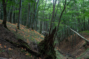 Obraz premium 森の中に咲くオオキツネノカミソリ 愛知県豊田市