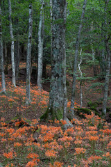 森の中に咲くオオキツネノカミソリ　愛知県豊田市