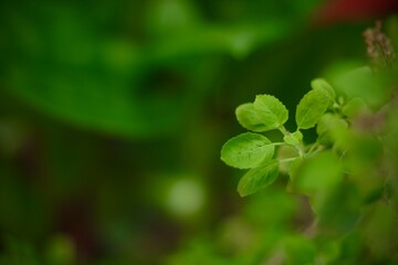 A lush green leaf background, symbolizing nature's abundance and vitality