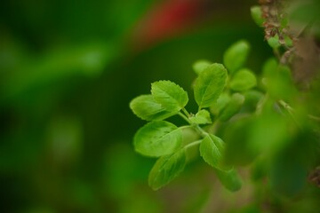 A lush green leaf background, symbolizing nature's abundance and vitality