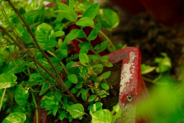 A green microgreen leaf on a sunny day