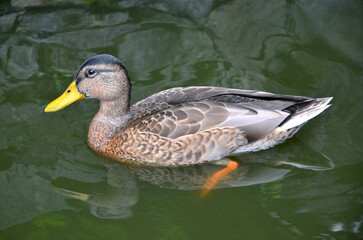 Portrait of a wild duck mallard female ,swimming in the pond in a hot summer day . Closeup photo outdoors .