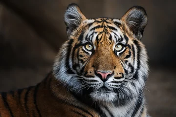 Tuinposter Sumatran tiger (Panthera tigris sumatrae) beautiful animal and his portrait © Sangur