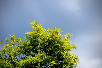 A high nature view with large white clouds against a soft sky background in the morning