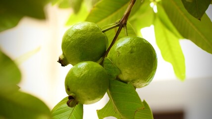 Guavas hanging on the tree branches with raindrops
