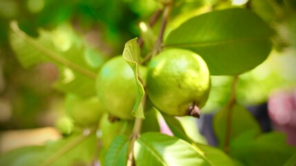 Guavas hanging on the tree branches with raindrops
