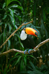 松江フォーゲルパークの鳥