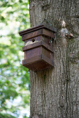 scorcio di un albero con nido di uccelli