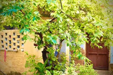 Green leaf adorned with a water droplet against a black backdrop