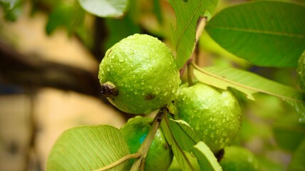 Guavas hanging on the tree branches with raindrops
