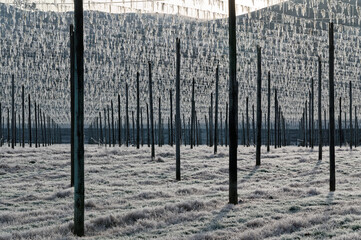 A hop field in New Zealand, the posts and empty trainers are catching the light on a frosty morning