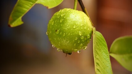 Guavas hanging on the tree branches with raindrops
