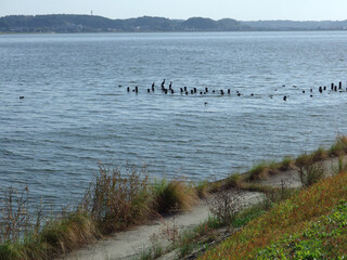 静かな湖畔。霞ケ浦の隣に位置する北浦。行き交う人も少なく、真っすぐなロードが穏やかな湖面にそって続いていく。見上げれば秋色を含んだ青空が果てしなく広がっている。大自然に包まれ、その中のほんの一点の安堵感に浸っている自分。平和を感じつつ、ゆがみ始めた今の世の中を案じている自分も、そこに居た。
この穏やかさが不気味にすら感じられた。

