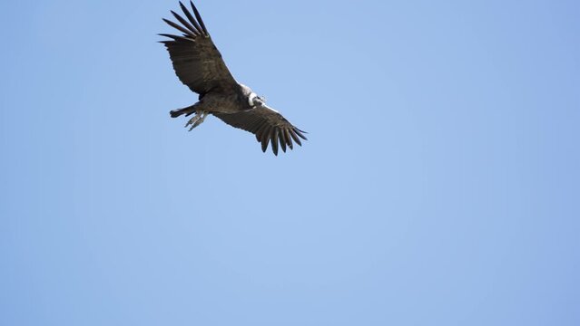 Close-up view of an Andean Condor in flight showing its huge winspan. Slow motion.