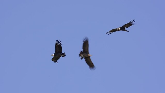 Group of Andean Condors flying against blue sky in the andes mountains.