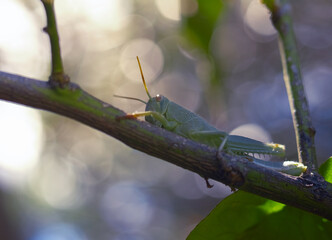 A green grasshopper on a tree branch. Selective focus