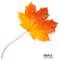 Naklejka na ściany i meble Autumn maple leaf on a white background, different colors