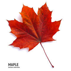 Autumn maple leaf on a white background, different colors