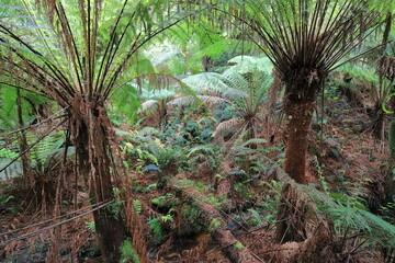Naklejka premium Soft tree ferns -Dicksonia antarctica- next to the Great Ocean Road past Apollo Bay town. Victoria-Australia-785