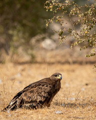 Fototapeta premium Steppe eagle or Aquila nipalensis closeup in winter morning light during migration at desert national park jaisalmer rajasthan india asia