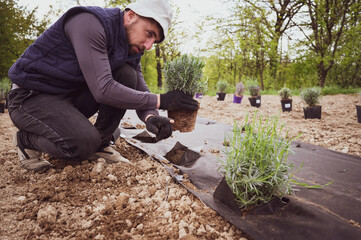 A person plants a lavender bush seedling in the soil, which is covered with agrofiber from weeds