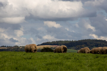 sheep in the field