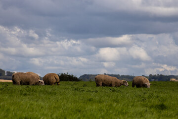 Fototapeta premium sheep in the field