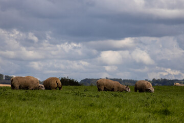 sheep in the field