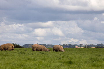 Fototapeta premium sheep in the field