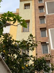 lemons in the garden