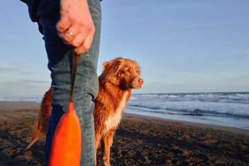 red dog on the beach. Nova Scotia duck tolling retriever on sea at water playing. toy for dogs.