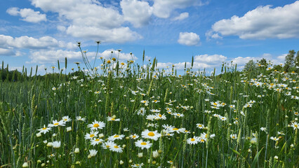 Rural panorama field of daisies and rye.