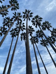 palm trees in the sky