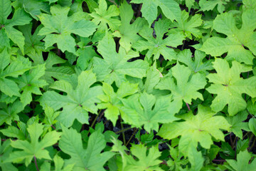 Fototapeta na wymiar natural green leaf background , The leaves look like lobes