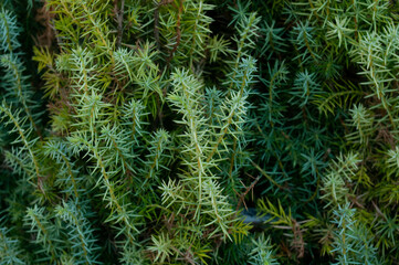Fir tree background, evergreen, prickly. closeup
