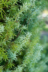 Fir tree background, evergreen. Natural