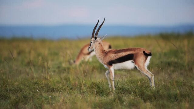 Slow Motion Shot of Thomson gazelle walking across the savannah with rolling hills in the background, Africa Safari Animals in Masai Mara African Wildlife in Maasai Mara National Reserve