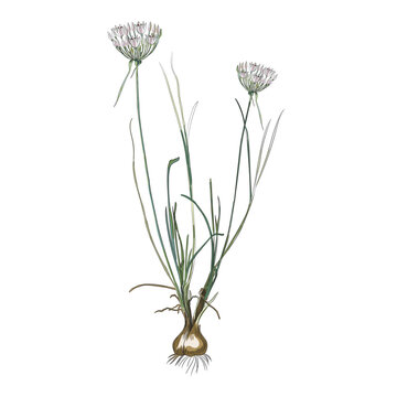 pignut vector illustration hand drawing style botanical illustration