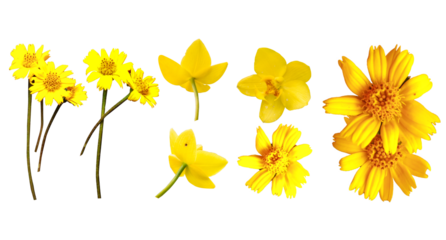 Some kind of bright yellow flowers collection isolated on white or transparent background