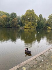autumn in the park. swan