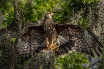 red tailed hawk