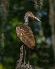 Obraz premium heron