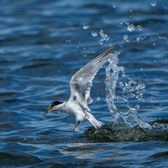seagull in the sea