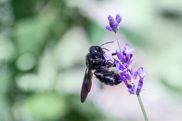 czarna pszczoła, zadrzechnia fioletowa na kwiatach lawendy, Xylocopa violacea