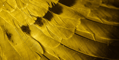 gold feather pigeon macro photo. texture or background